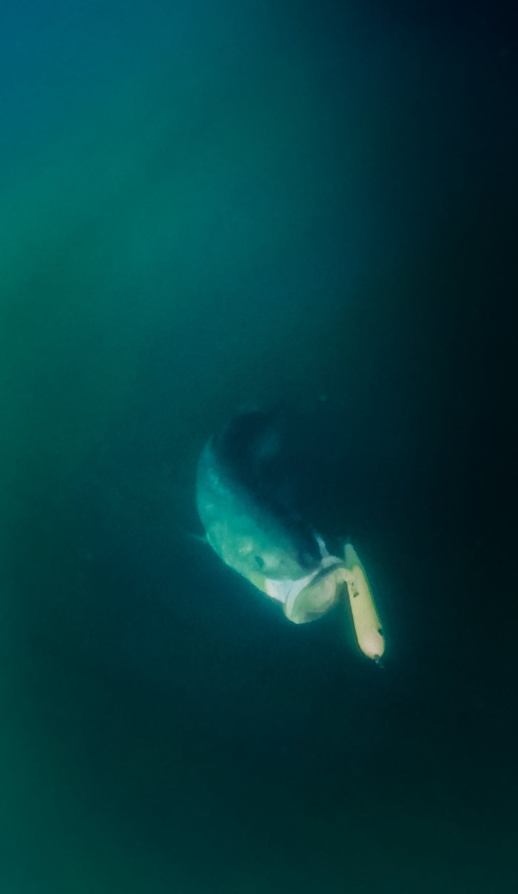 Magictail Top Water Spook Lures